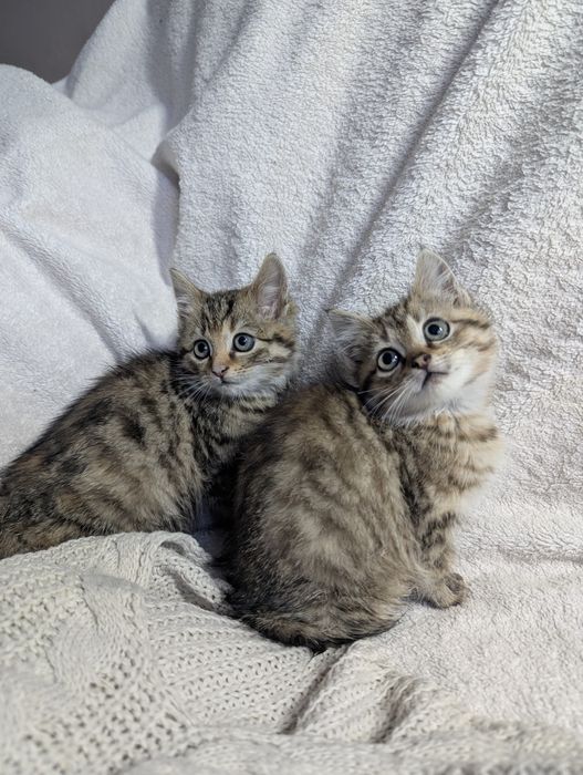 Кошенята, котики. Самбір