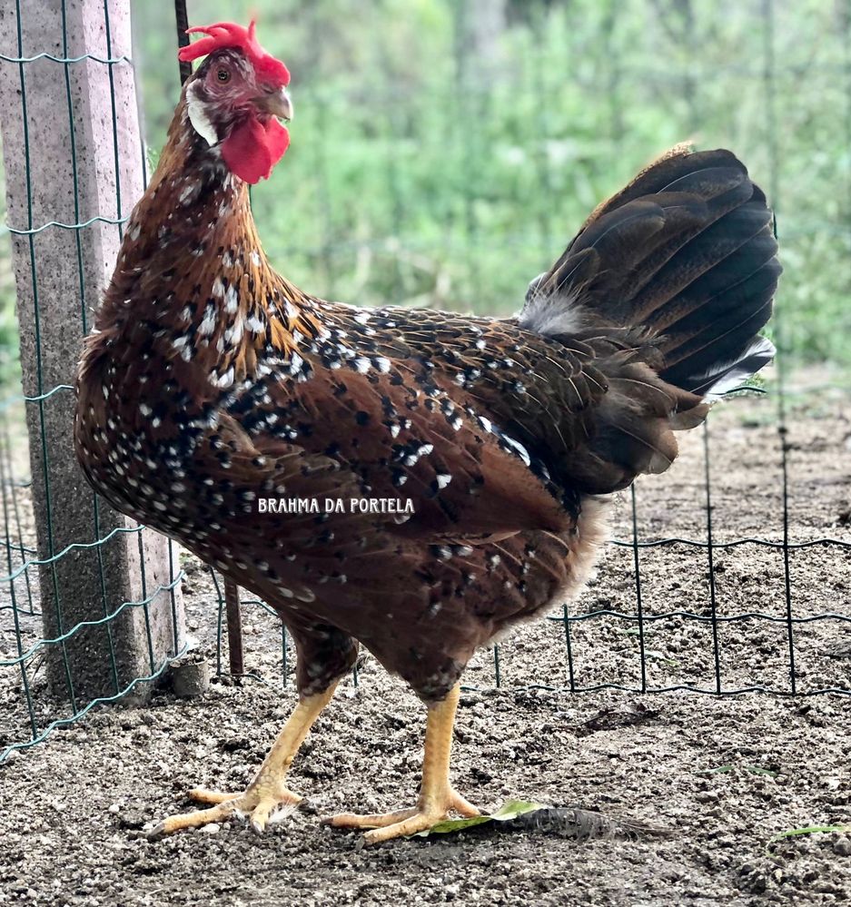 LEGHORN : MIL FLORES, ISABELLA, PERDIZ / AZUR - OVOS AZUIS [ OVOS ]