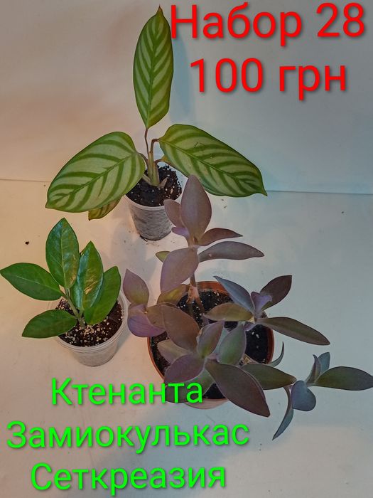Предлагаю наборы цветов по 100 грн.
