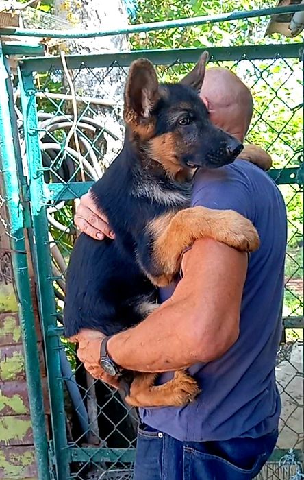 Питомник предлогает щенков нем овчарки.