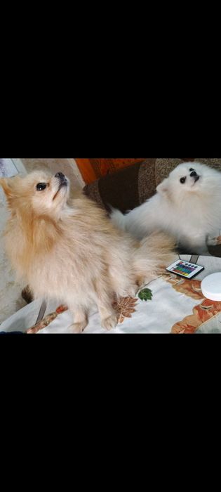 Шпіц дівчинка,девочка Померанский шпіц