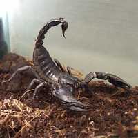 Черный скорпион из Таиланда