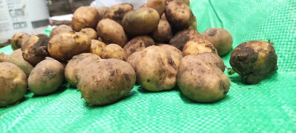 Ziemniaki odpad od jadalnych 20gr/kg