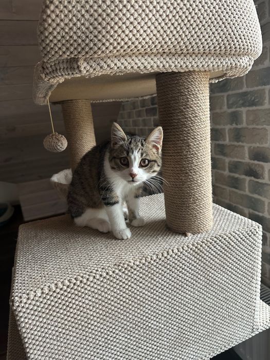 Кошечка 3,5 мес срочно ищет дом! Котенок, котик отдам