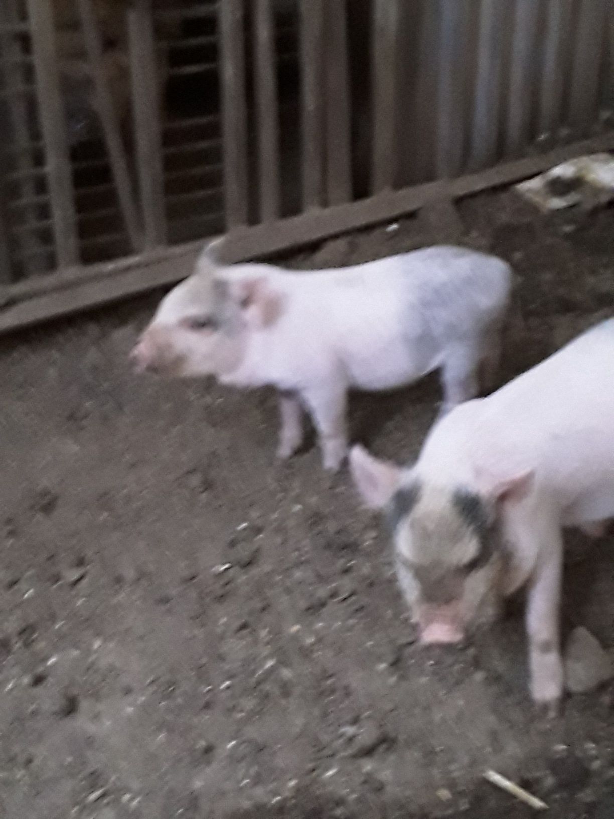 Porquinhos vietnamitas cruzados kune kune