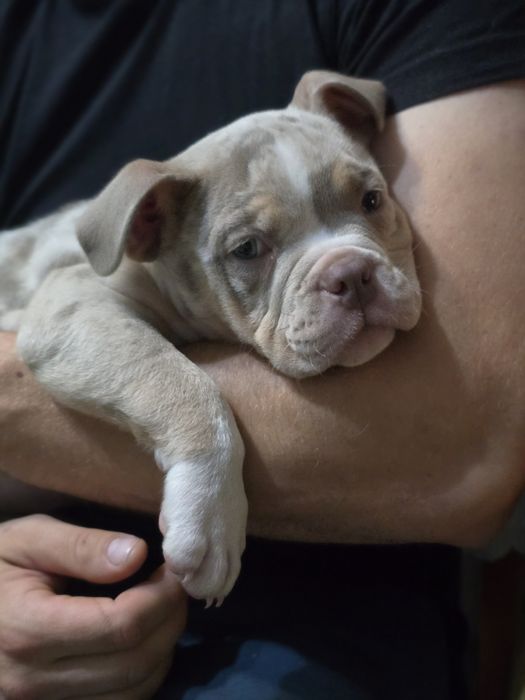 SPRZEDAM American bully