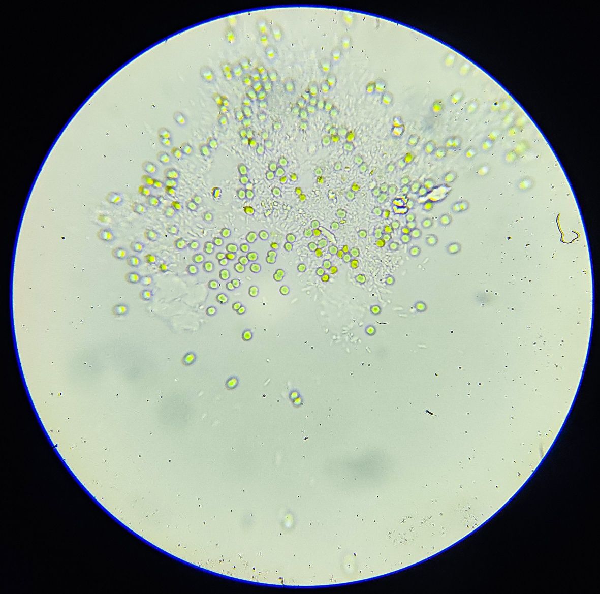 Fitoplankton Nannochloropsis Salina