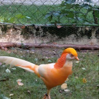 Bażanty brzoskwiniowe