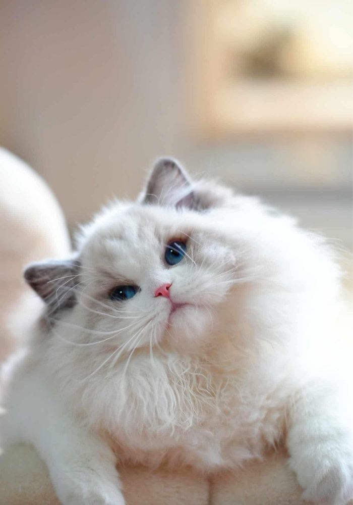 Kocurek Gucio seal mitted  ragdoll ragdolle kocur kocury
