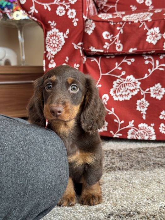 Jamnik Króliczy Długowłosy - CZEKOLADOWY gotowy do zmiany domku - ZKwP