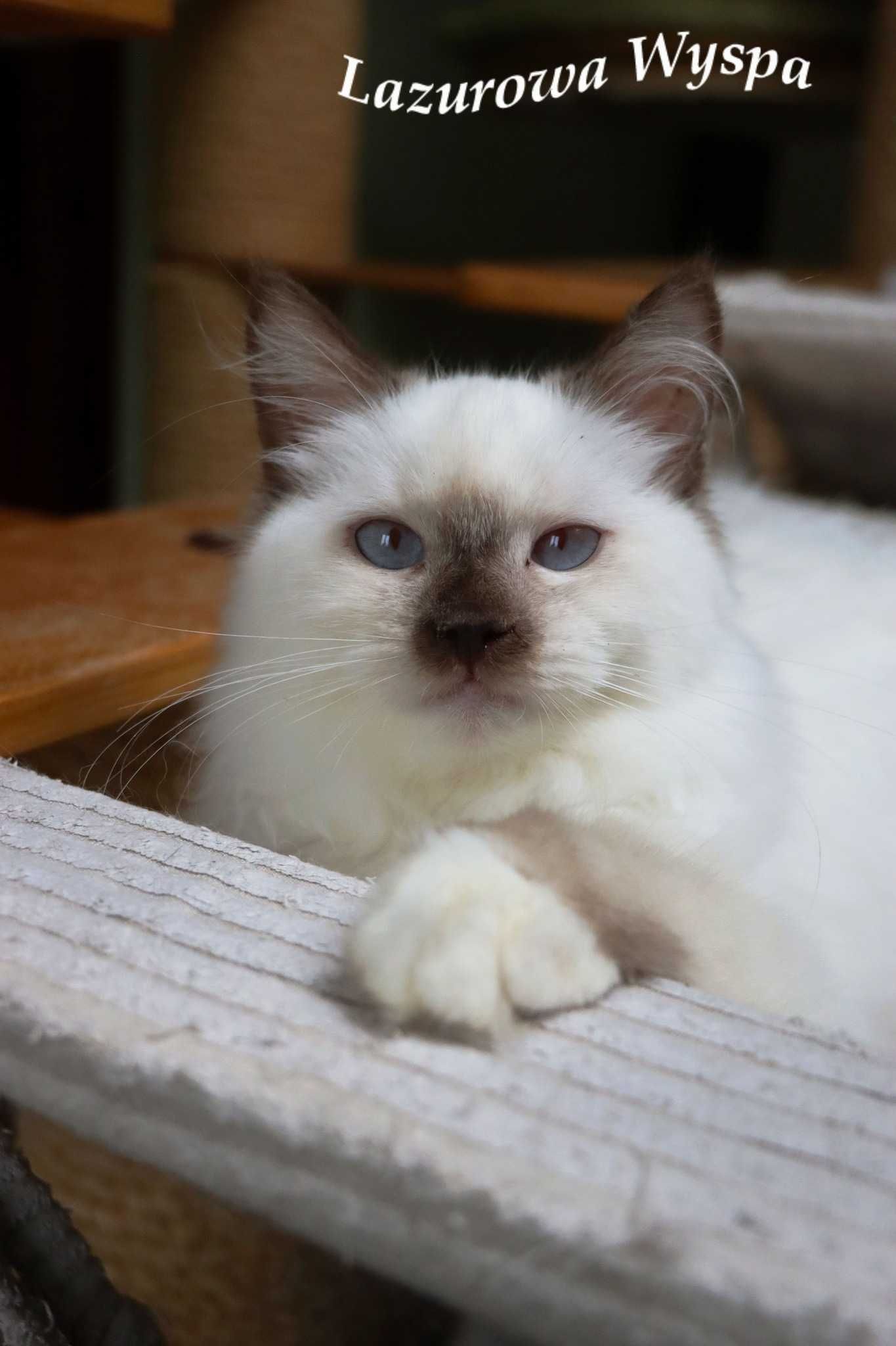 Bazyl ragdoll z Lazurowej Wyspy.