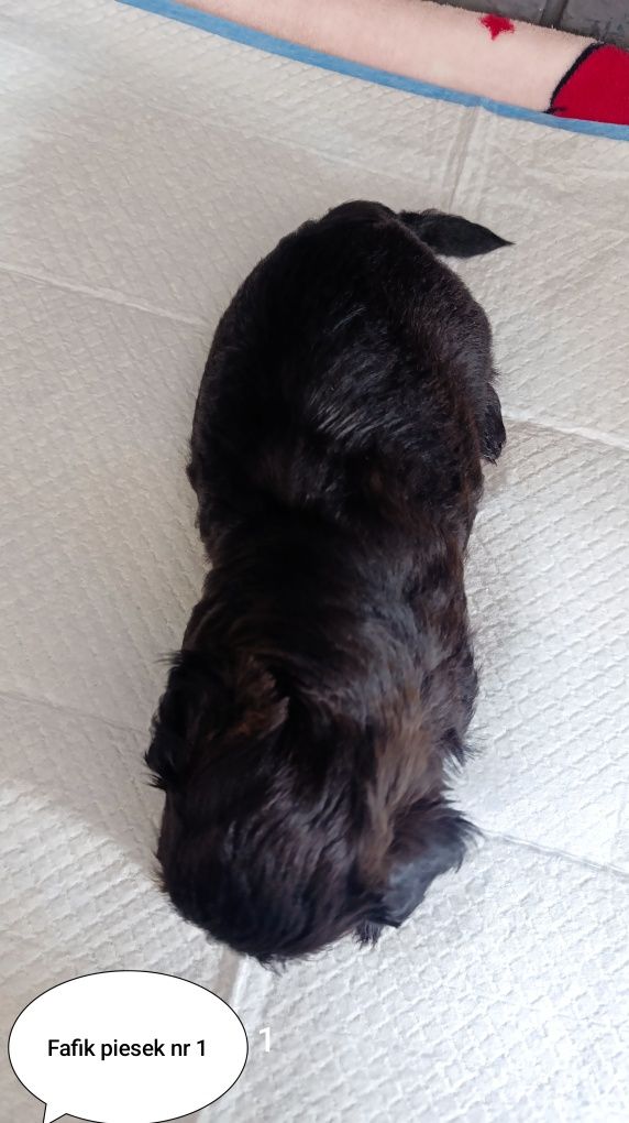 Śliczny shih tzu piesio