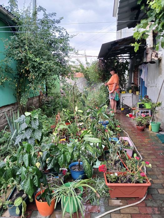 Спатифілум зараз цвітуть