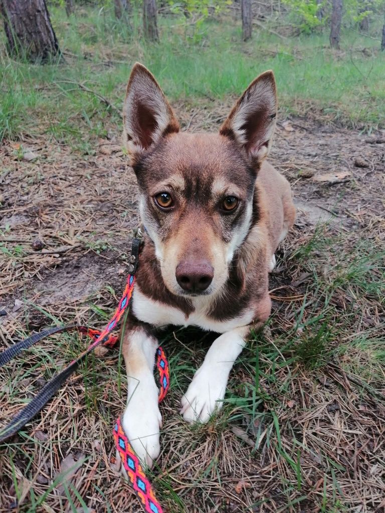 CZARUŚ młody wesoły piesek poleca się do adopcji