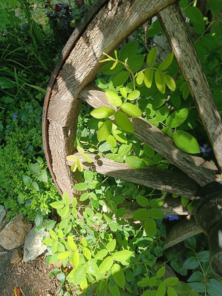 Stare duże koło drewniane 100cm