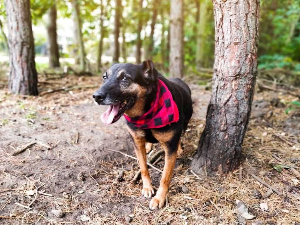 Aktywna, kochająca człowieka sunia szuka cudownego domu!!!