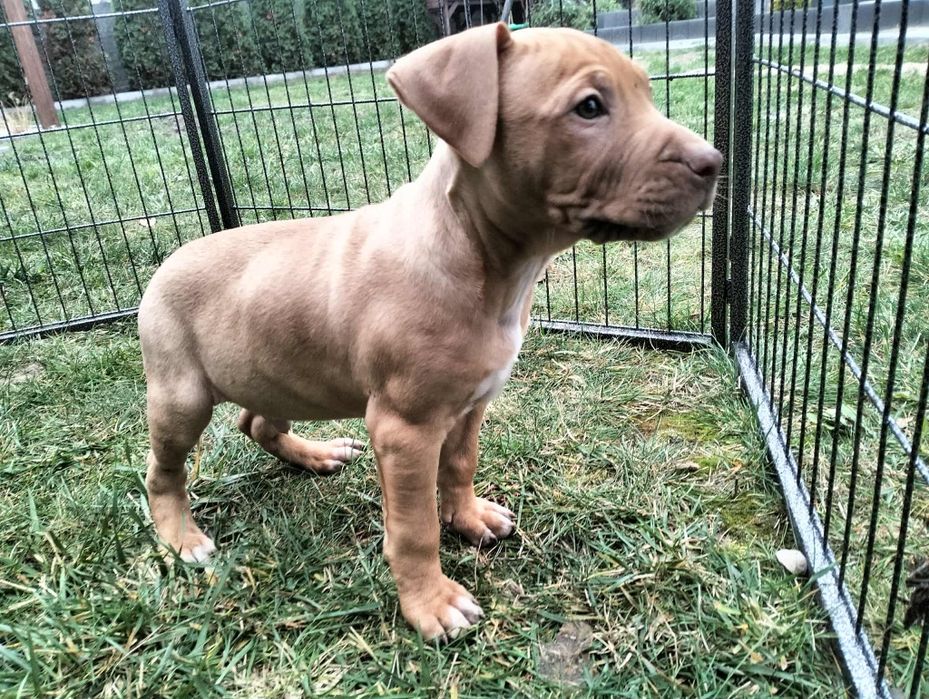 Pies Pitbull Red Nose