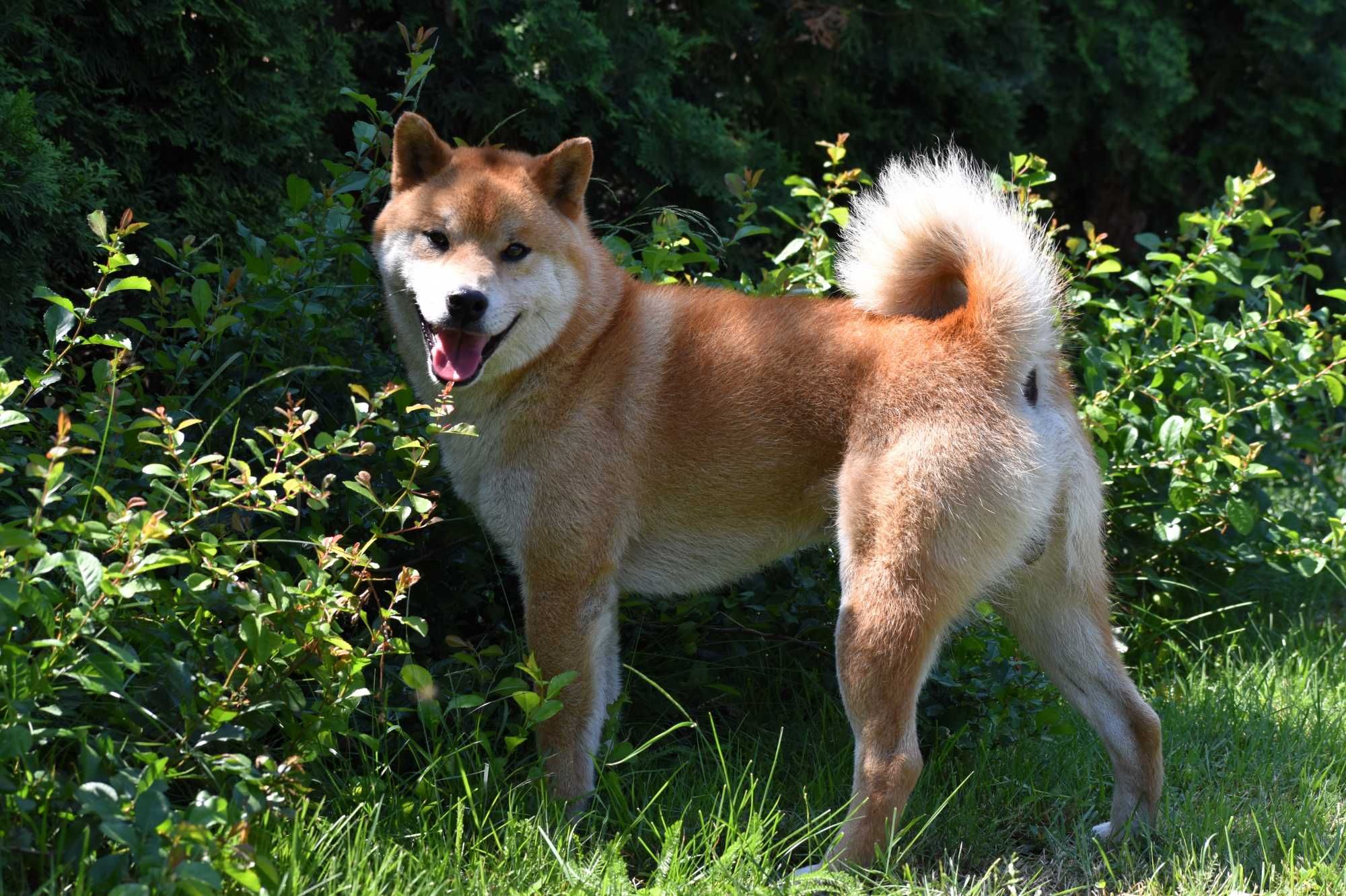 Shiba Inu , 3 letni samiec , w czystej linii Japończyk