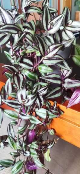 Planta Tradescantia zebrina