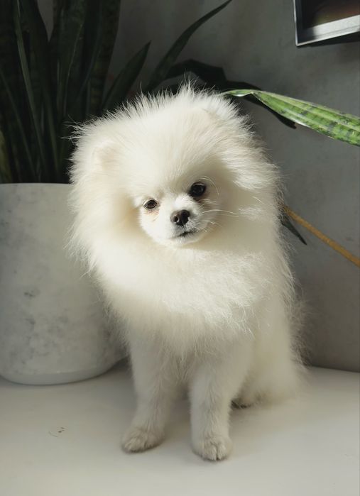 Szpic miniaturowy pomeranian