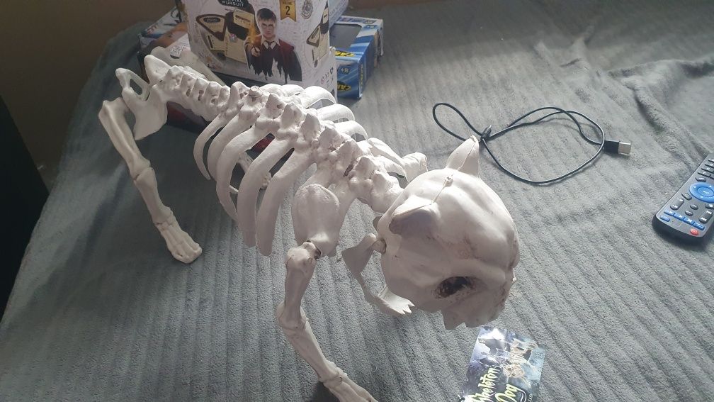 Szkielet psa dog skeleton