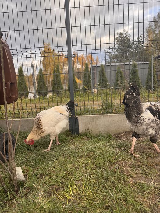 Kogutki tegoroczne mix zagrodowy