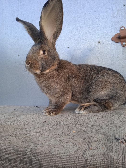 Olbrzym belgijski szary