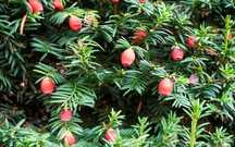 Cis pośredni 'Hicksii'