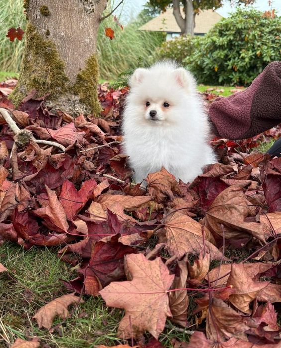 Szpic Miniaturowy Biały