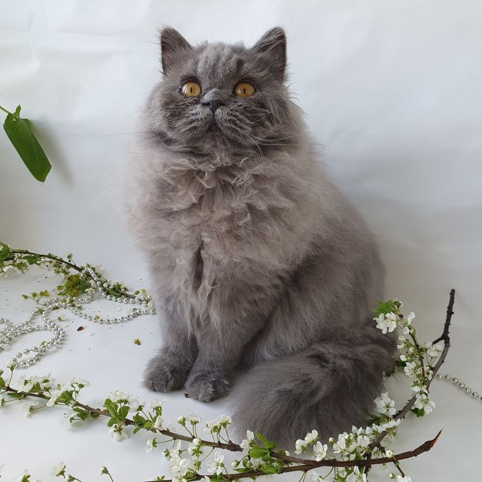 Британский породистый котик добрый друг в семью. Котята, котенок, Киев