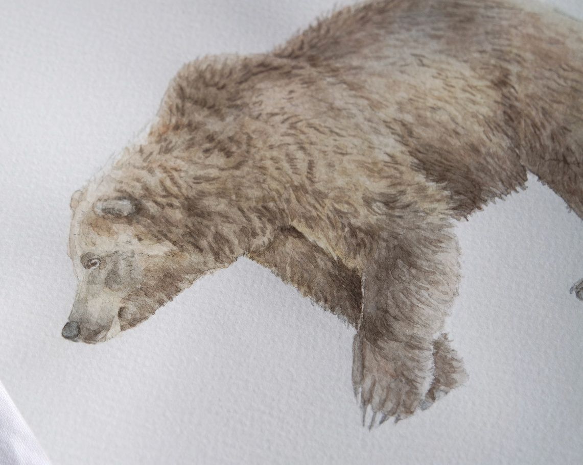 Ilustracja, akwarela niedźwiedź