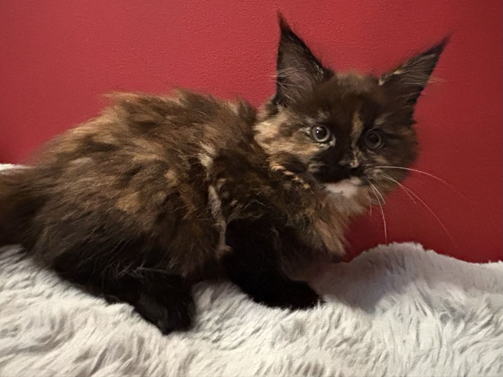 Kotka Maine coon z rodowodem FPL