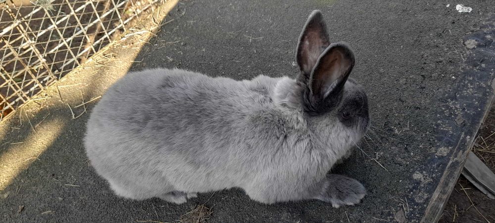 KUNA Wielka Brązowa i Niebieska