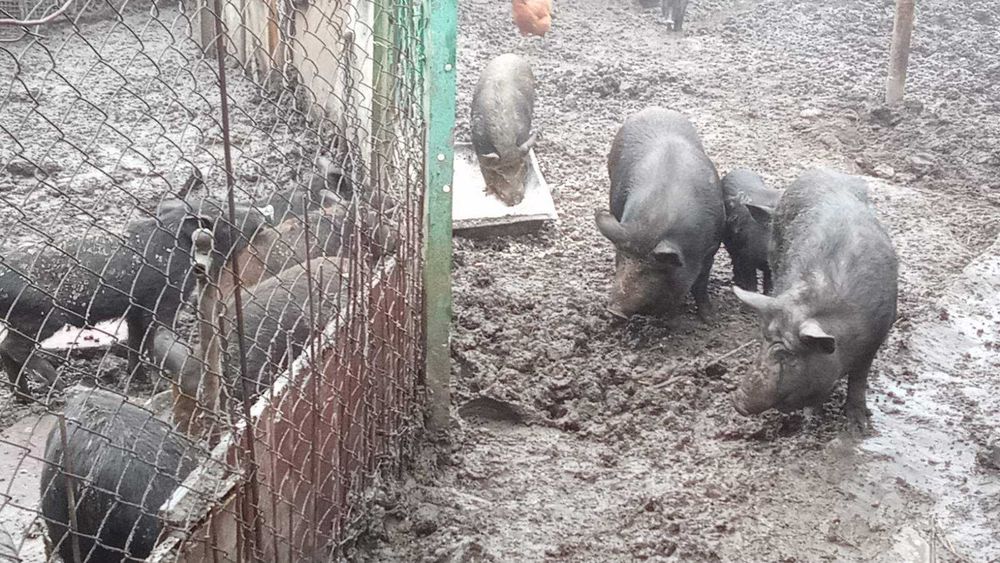 Продам Поросят КАРМАЛИ Вага різна