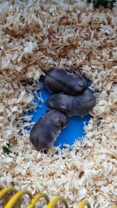 Chomik - chomiki Campbella! Nie dżungarskie, mandżurskie czy syryjskie