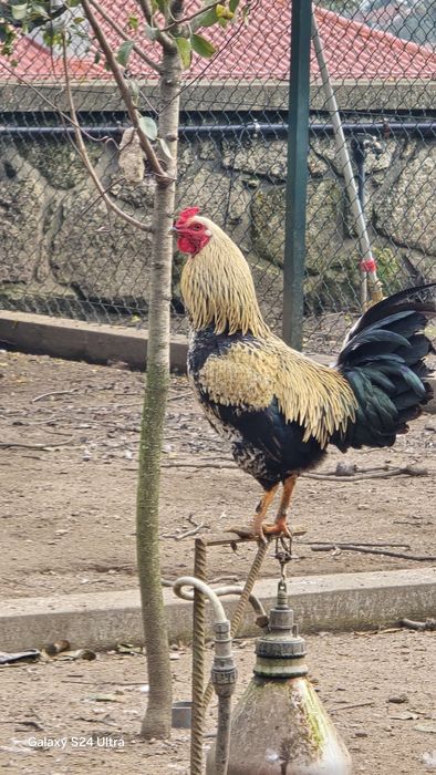 Vendo patos mudos e garnizos