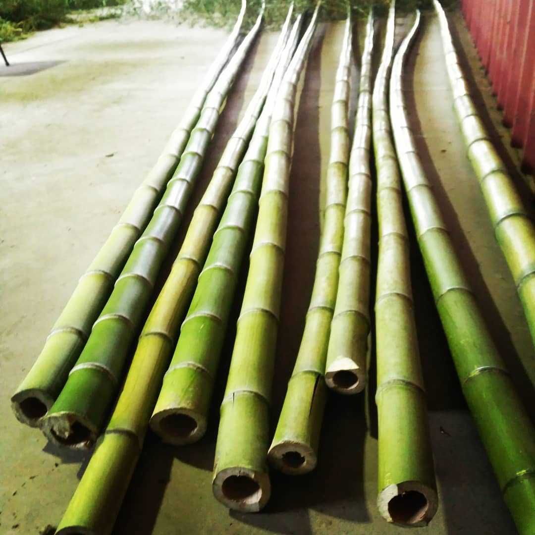 Bambú tratado e cortado à medida