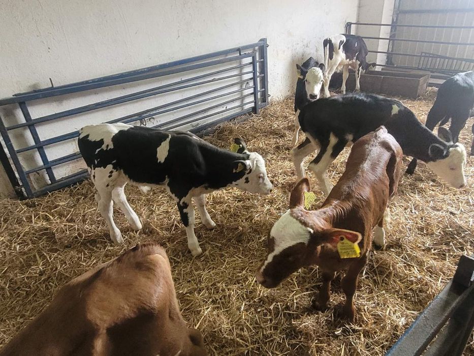 Cielaki byczki 12 sztuk mięsne polskie 6 tyg