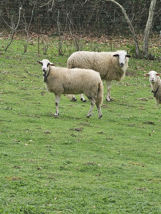 Ovelha prenha bragancana