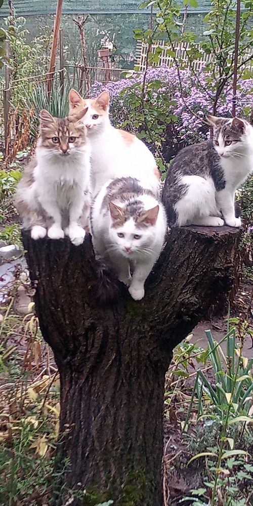 Молоді котики, кошенята, кішечки шукають люблячу родину. Дачні! Зима..