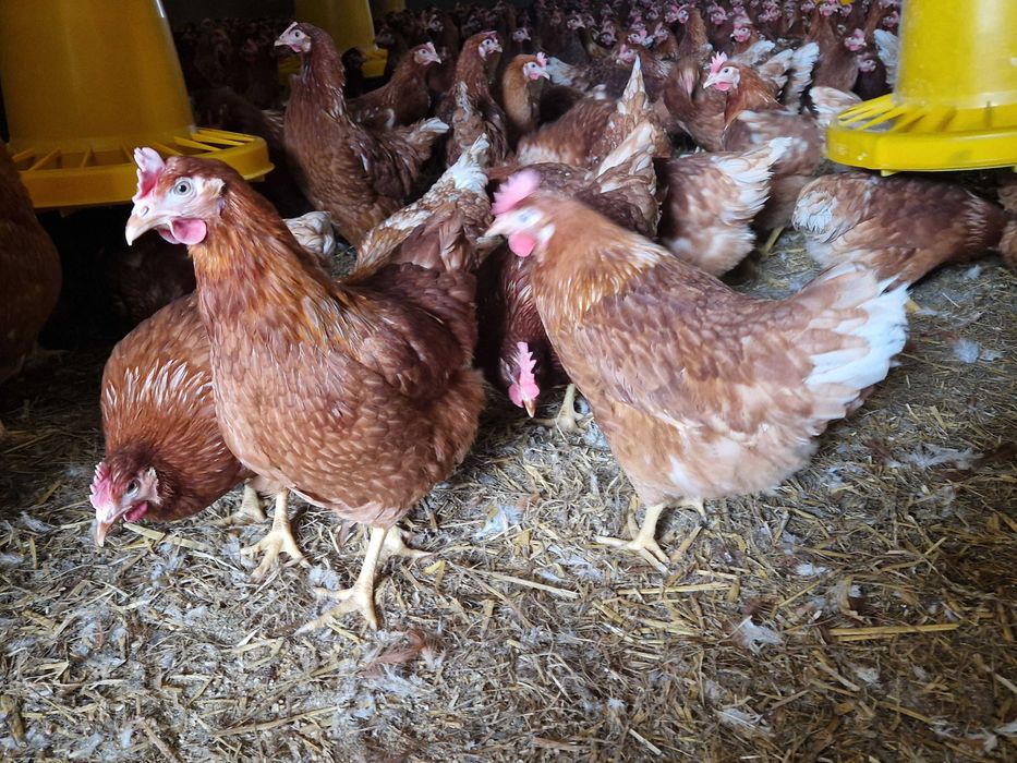 Kurki kokoszki  nioski odchowane Tetra brązowa super nioska