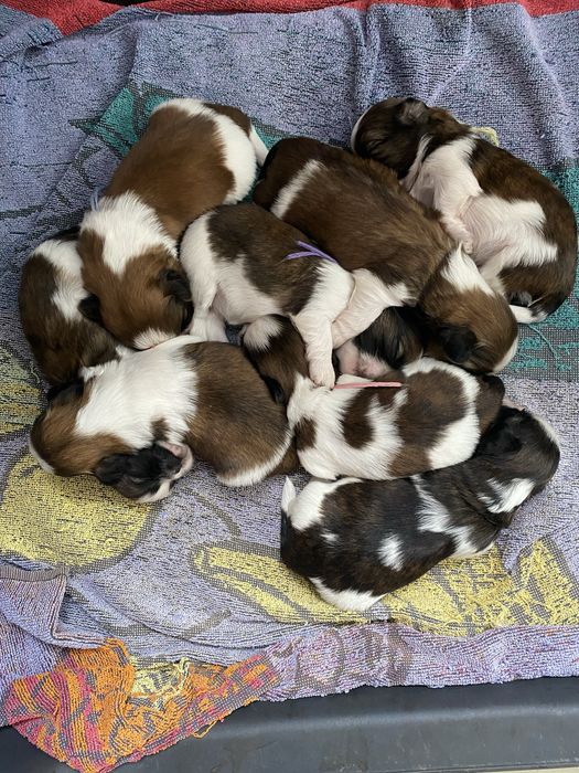 Shih tzu z trzypokoleniowym rodowodem do rezerwacji
