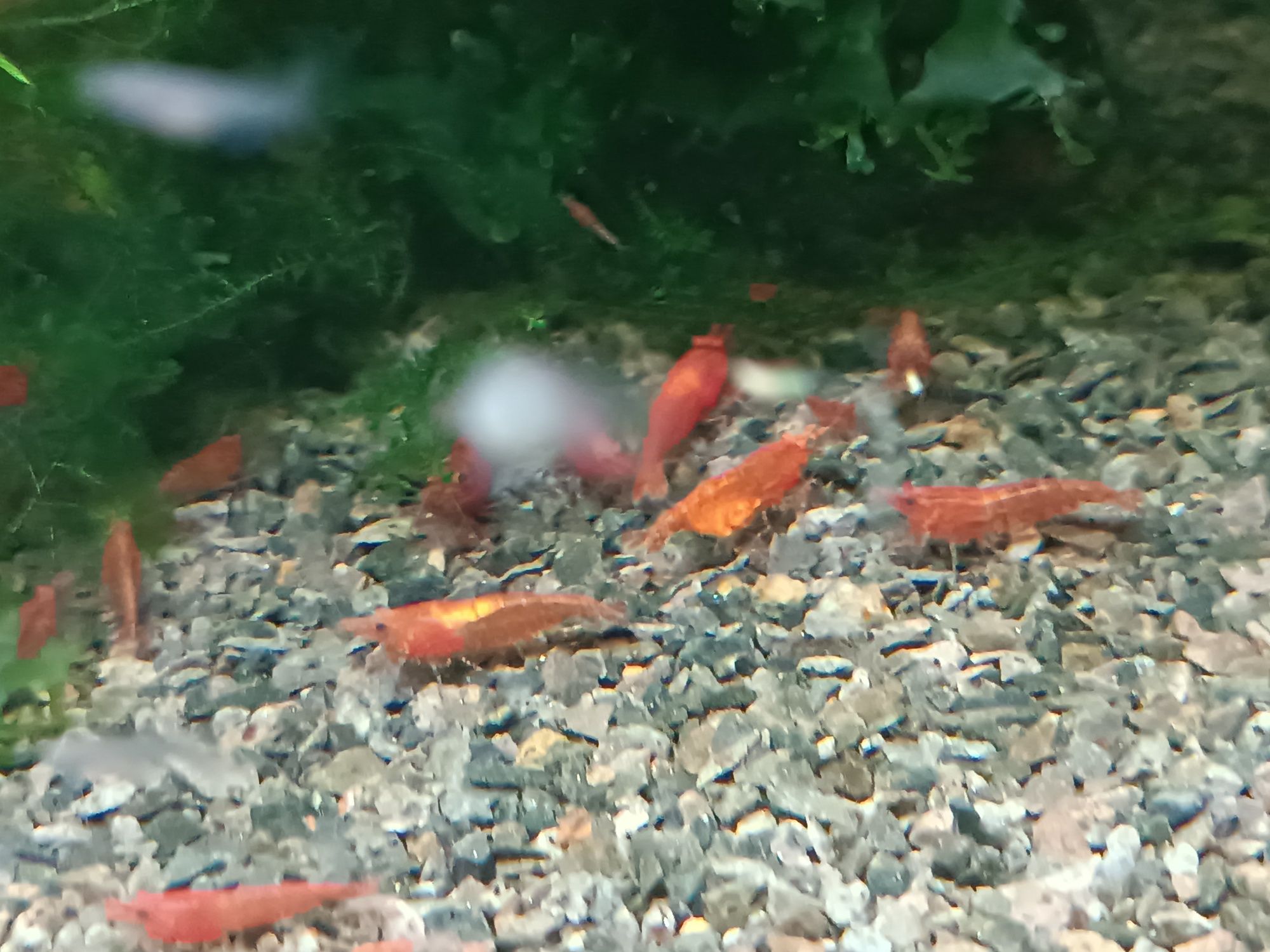 Krewetki / krewetka Red Cherry - Wysyłam