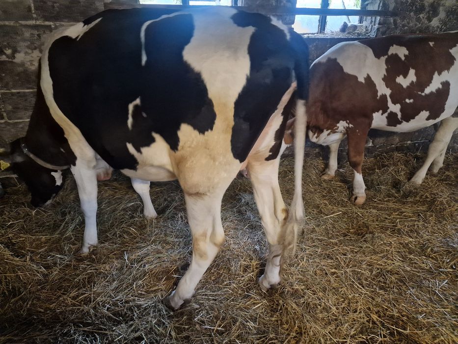 Jałówka mleczna HF cielna