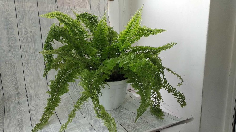 Папоротник декоративный
