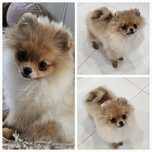 Pomeranian ZKwP FCI malutki piesek do odbioru