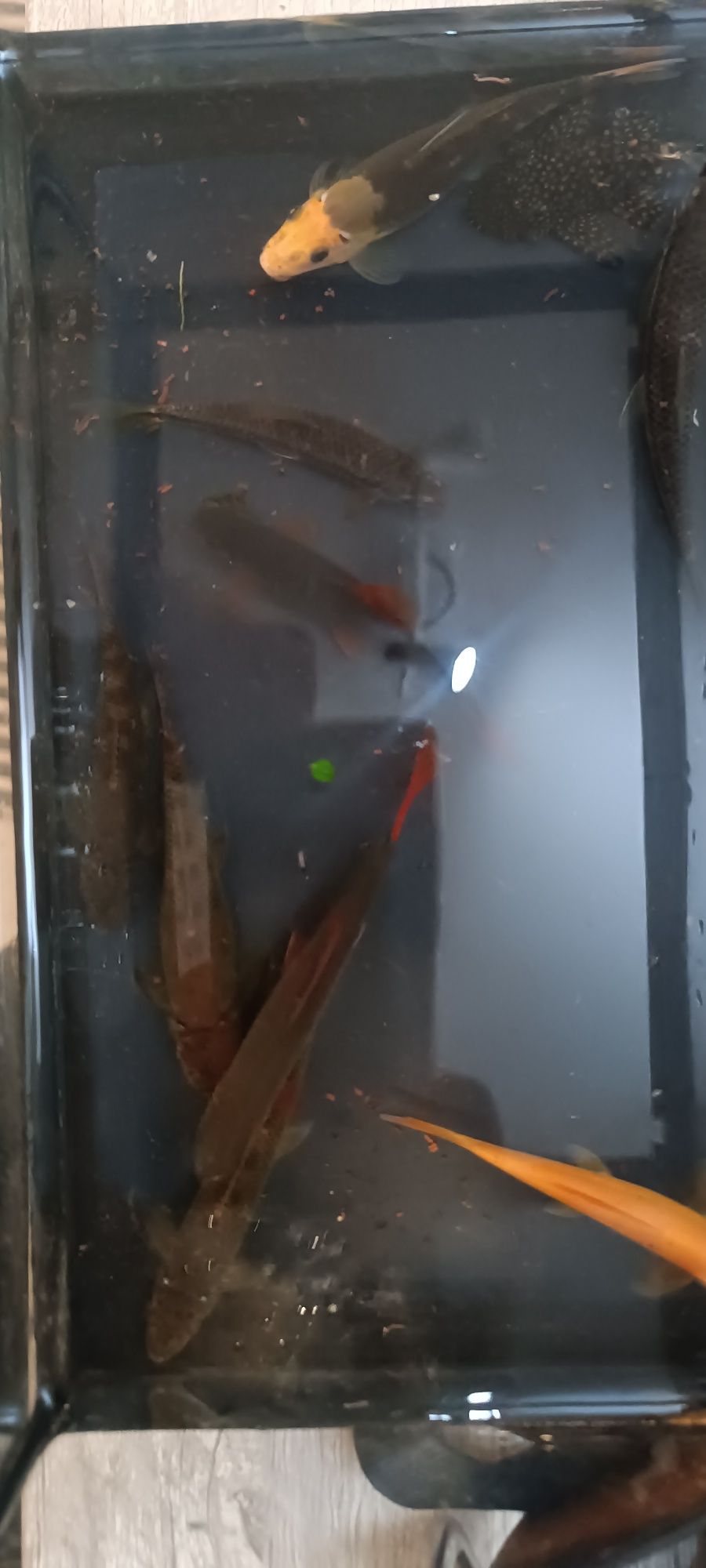 Troco lote de peixes por platys,ou gupys