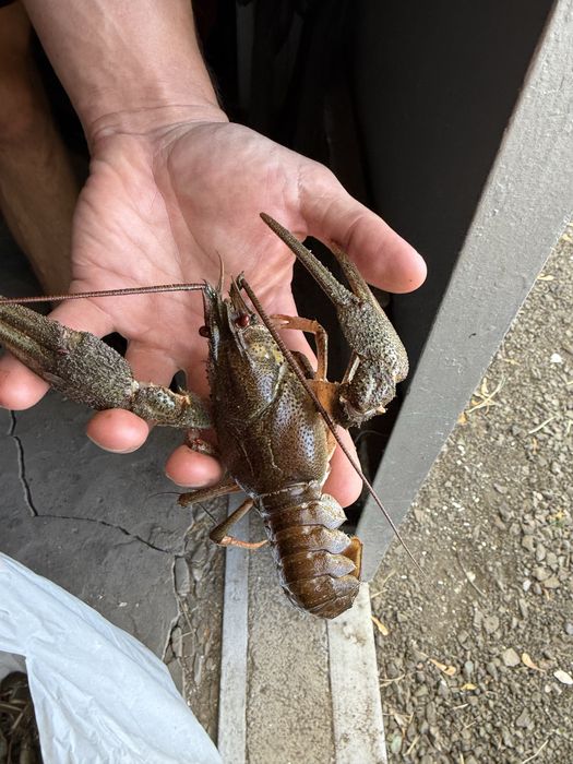 Живые раки . Мелкий ,средний ,крупный!