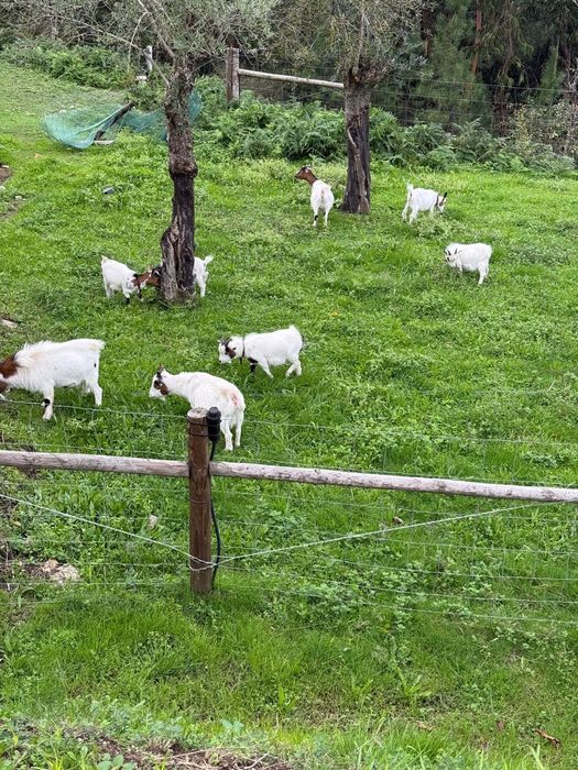 8 Cabras     anãs