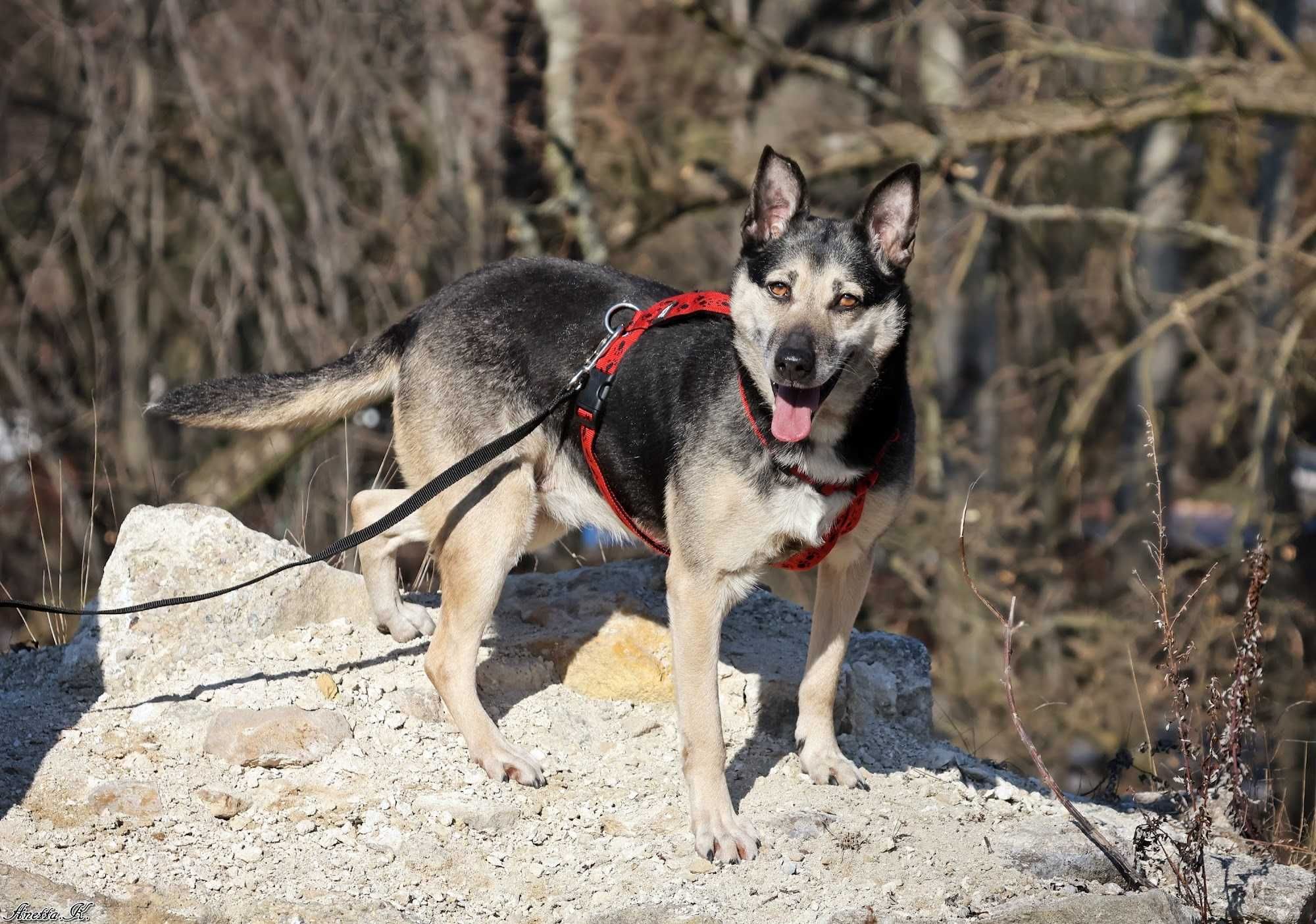 Luna - zrównoważona sunia do adopcji, mix owczarka